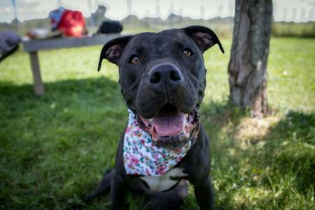Sasha (sponsored fee), Pit Bull Terrier, adult, available for adoption