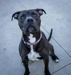 Sasha (sponsored fee), Pit Bull Terrier, adult, available for adoption