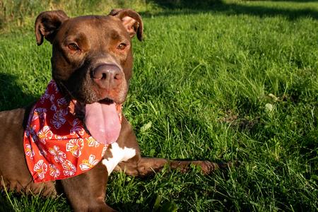 Quest (sponsored fee), Boxer / Doberman Pinscher, adult, available for adoption