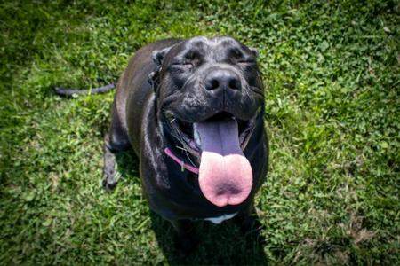 Tilly, Labrador Retriever / Pit Bull Terrier, adult, available for adoption