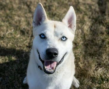 Bram (sponsored fee), Husky / Cattle Dog, adult, available for adoption