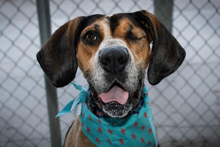 Peggy, Bluetick Coonhound / Great Dane, adult, available for adoption