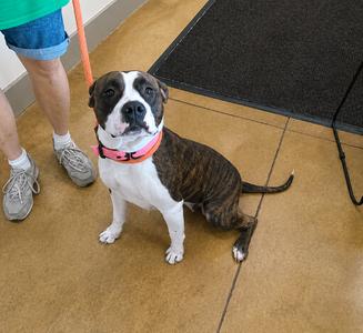 Netta, Pit Bull Terrier / Boxer, adult, available for adoption