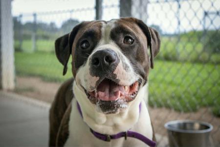 Netta, Pit Bull Terrier / Boxer, adult, available for adoption