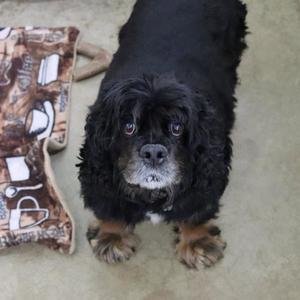 A black dog with long fur and brown paws standing on a concrete floor, looking up at the camera.