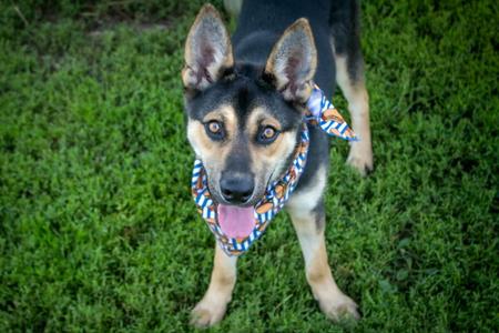 Rowdy, German Shepherd Dog / Husky, young, available for adoption
