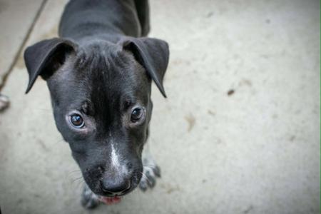 Lola, Pit Bull Terrier / Cattle Dog, young, available for adoption