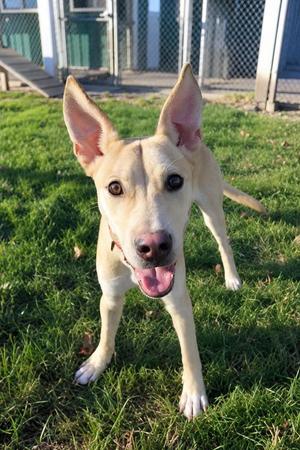 Sinclair, Pit Bull Terrier / Husky, young, available for adoption