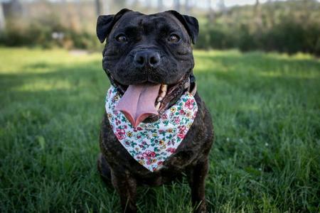 Greer, Pit Bull Terrier / Bulldog, adult, available for adoption