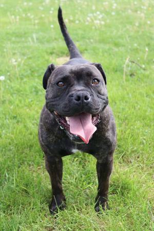Greer, Pit Bull Terrier / Bulldog, adult, available for adoption