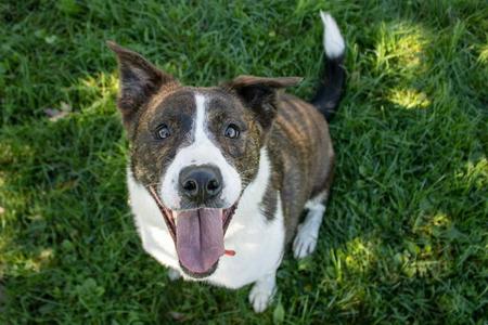 Lex, Shepherd / Border Collie, adult, available for adoption