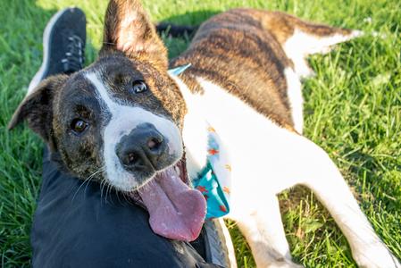 Lex, Shepherd / Border Collie, adult, available for adoption