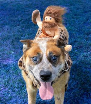 Darrow, Red Heeler / Corgi, adult, available for adoption