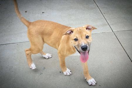 Meg, Pit Bull Terrier / Cattle Dog, young, available for adoption
