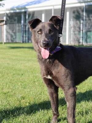 Stella, Shepherd / Husky, adult, available for adoption