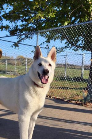 Caesar, German Shepherd Dog, senior, available for adoption