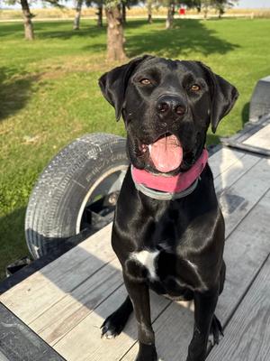 Tula, Mastiff / Black Labrador Retriever, adult, available for adoption
