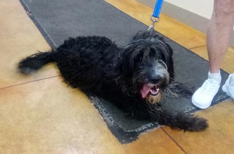 Ellie, Labrador Retriever / Poodle (Standard), young, available for adoption