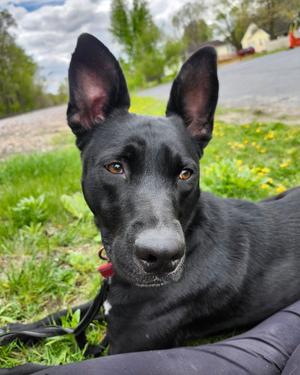 Kato, German Shepherd Dog / Pit Bull Terrier, adult, available for adoption