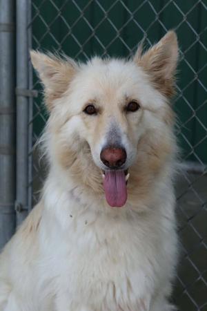 A white dog with its tongue out, standing in front of a chain-link fence.