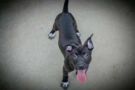 Hazel, Pit Bull Terrier / Cattle Dog, young, available for adoption