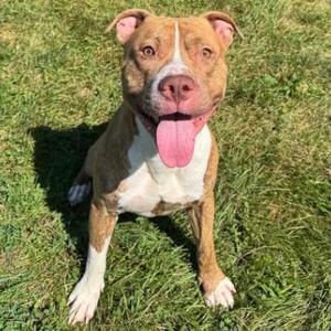 Hank, Pit Bull Terrier, young, available for adoption