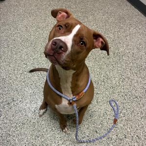 Frankie, Pit Bull Terrier, adult, available for adoption