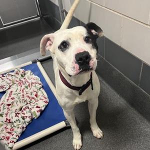 Debo, Pit Bull Terrier, adult, available for adoption