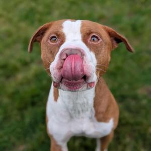 Obi, Pit Bull Terrier, adult, available for adoption