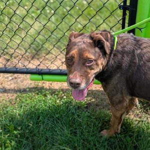 Jubilee Kilo, Shepherd / Mixed Breed, adult, available for adoption