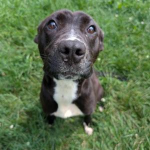 A black and white dog sitting on grass, looking up with its head tilted.