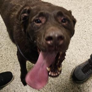 Howard, Chocolate Labrador Retriever, senior, available for adoption