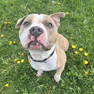 Bolo, Staffordshire Bull Terrier, adult, available for adoption