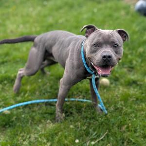 Coal, Pit Bull Terrier / Mixed Breed, young, available for adoption