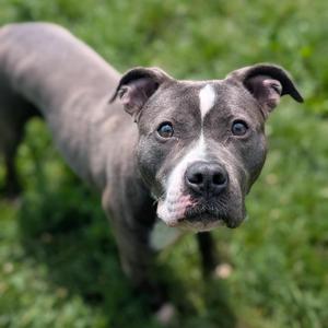 Minnie, Pit Bull Terrier, adult, available for adoption