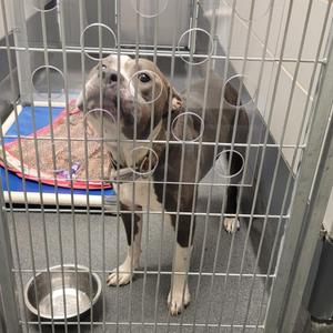 a brown and white dog standing in a cage with a metal bowl in front of it