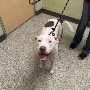 A white dog with brown spots on its back and ears, wearing a black leash, standing on a speckled floor with a person's legs visible in the background.