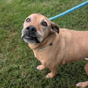 A brown dog with a blue leash standing on grass