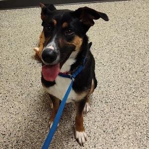 Delilah, Shepherd / Mixed Breed, adult, available for adoption
