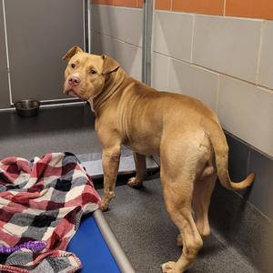 Lucky, Pit Bull Terrier, adult, available for adoption