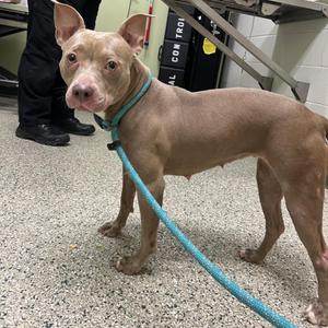 Peanut, Pit Bull Terrier, adult, available for adoption