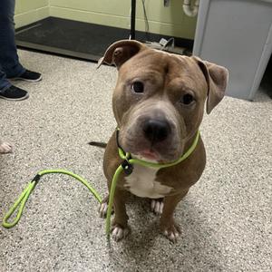 Vette, Pit Bull Terrier, adult, available for adoption