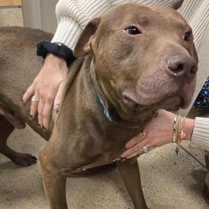 A brown dog being petted by a person wearing a white sweater and a black wristband.