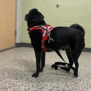 Benjamin, Pug / Pomeranian, adult, available for adoption