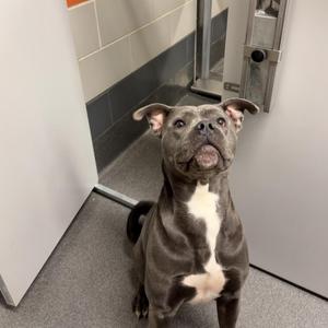 Moe, Pit Bull Terrier / Mixed Breed, adult, available for adoption