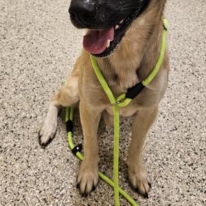 Loki, Anatolian Shepherd / German Shepherd Dog, adult, available for adoption
