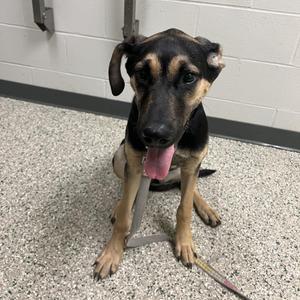 Dolly P, Hound / Shepherd, young, available for adoption