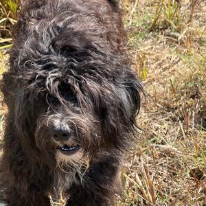 Kevin, Poodle, available for adoption