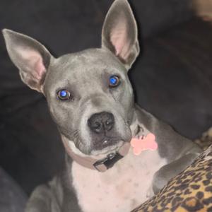 Lily, Terrier, Pit Bull, young, available for adoption