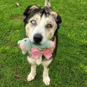 Gracie, Husky, available for adoption
